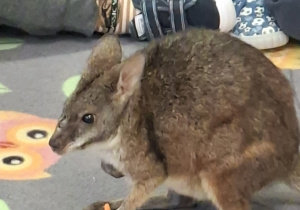 Kangurek Wooly