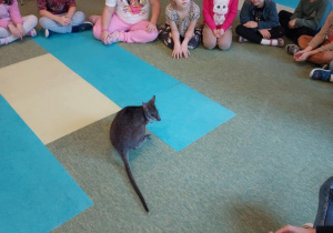 Dzieci obserwują kangurka