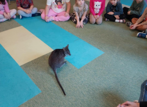 Spotkanie z kangurem