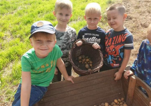 Czworo chłopców pokazuje zebrane ziemniaki z pola